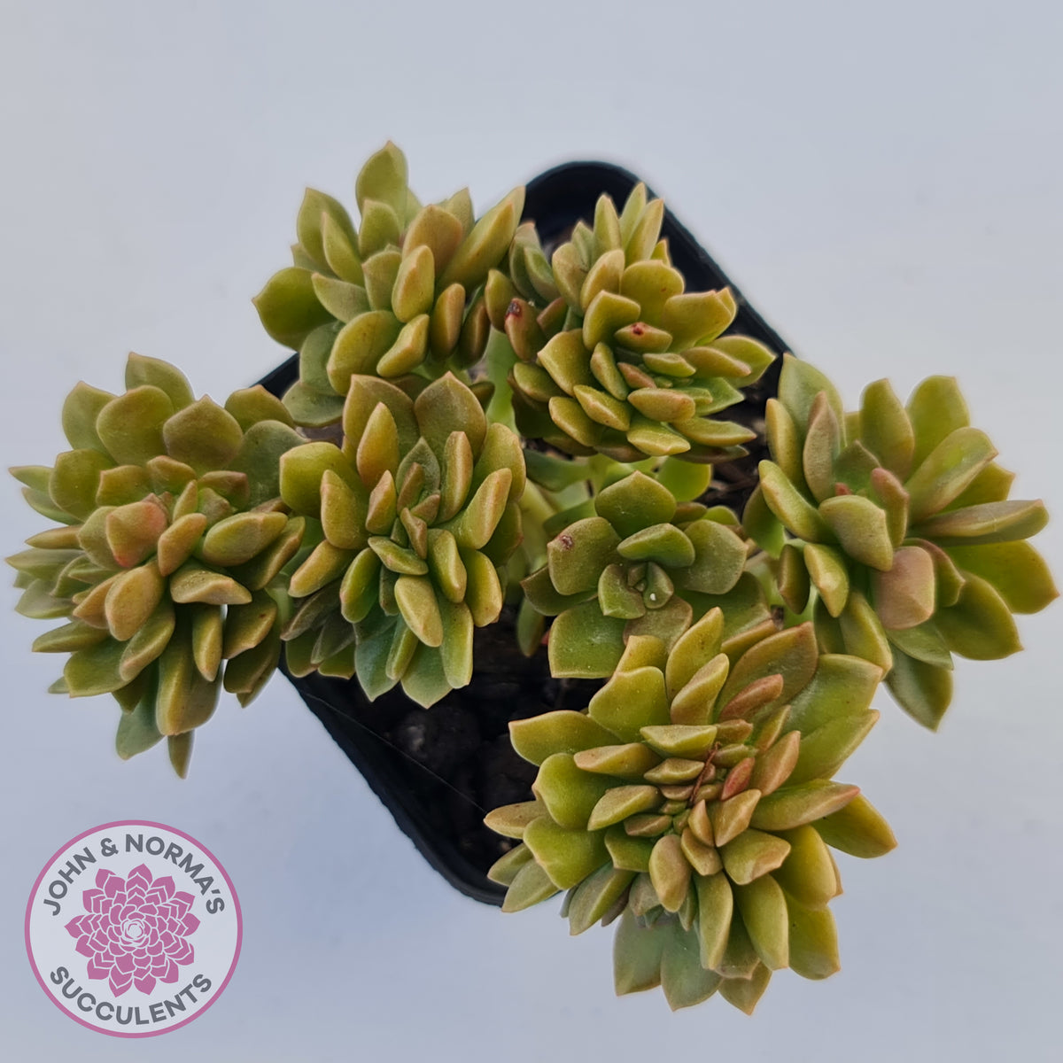 Echeveria Kristen Crest