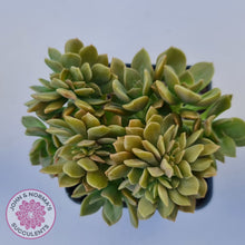 Load image into Gallery viewer, Echeveria Kristen Crest
