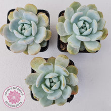 Load image into Gallery viewer, Echeveria La-Colo - John &amp; Norma&#39;s Succulents Australia
