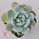 Echeveria La-Colo
