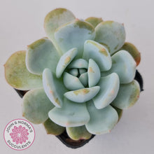 Load image into Gallery viewer, Echeveria La-Colo - John &amp; Norma&#39;s Succulents Australia
