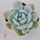 Echeveria La-Colo