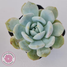 Load image into Gallery viewer, Echeveria La-Colo - John &amp; Norma&#39;s Succulents Australia
