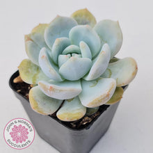 Load image into Gallery viewer, Echeveria La-Colo - John &amp; Norma&#39;s Succulents Australia
