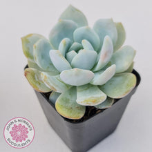 Load image into Gallery viewer, Echeveria La-Colo - John &amp; Norma&#39;s Succulents Australia
