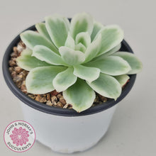 Load image into Gallery viewer, Echeveria Lemon Rose Variegated - John &amp; Norma&#39;s Succulents
