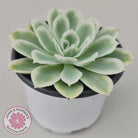 Echeveria Lemon Rose Variegated