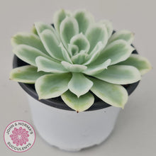 Load image into Gallery viewer, Echeveria Lemon Rose Variegated - John &amp; Norma&#39;s Succulents
