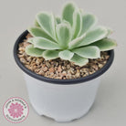 Echeveria Lemon Rose Variegated