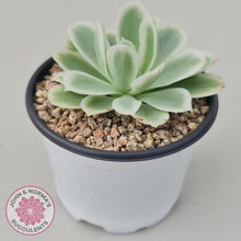 Load image into Gallery viewer, Echeveria Lemon Rose Variegated - John &amp; Norma&#39;s Succulents
