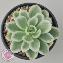 Load image into Gallery viewer, Echeveria Lemon Rose Variegated - John &amp; Norma&#39;s Succulents
