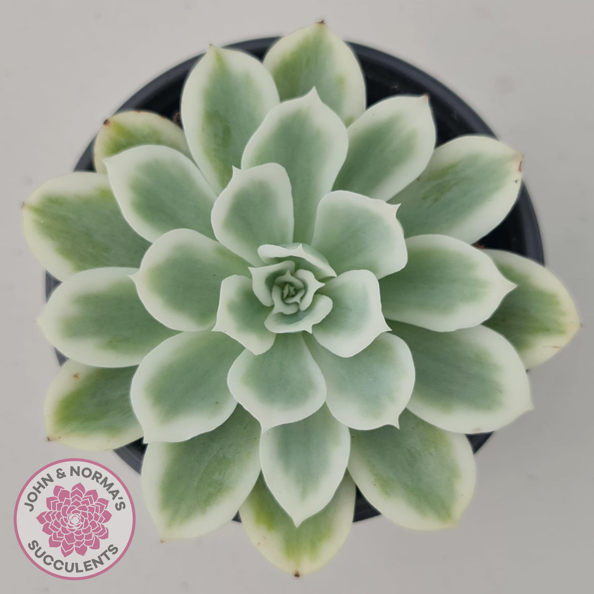 Echeveria Lemon Rose Variegated