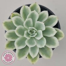 Load image into Gallery viewer, Echeveria Lemon Rose Variegated - John &amp; Norma&#39;s Succulents
