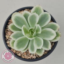 Load image into Gallery viewer, Echeveria Lemon Rose Variegated - John &amp; Norma&#39;s Succulents
