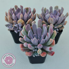 Load image into Gallery viewer, Graptoveria Topsy Debbie &#39;Lilac Spoons&#39;
