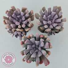 Load image into Gallery viewer, Graptoveria Topsy Debbie &#39;Lilac Spoons&#39;
