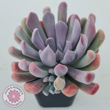 Load image into Gallery viewer, Graptoveria Topsy Debbie &#39;Lilac Spoons&#39;
