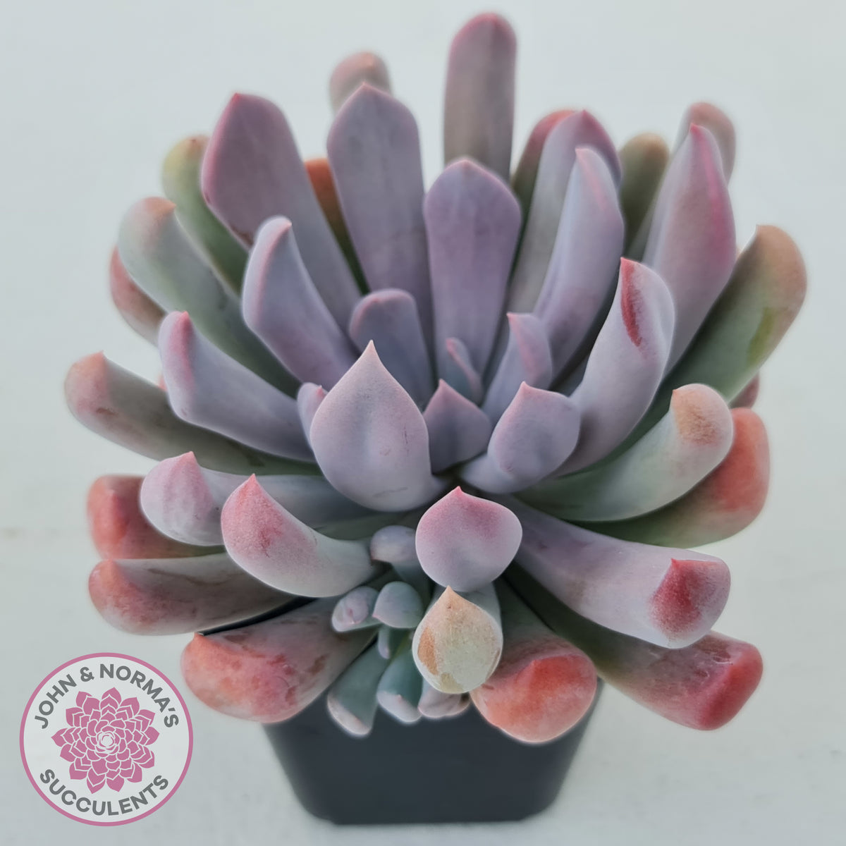 Graptoveria Topsy Debbie 'Lilac Spoons' John & Norma's Succulents