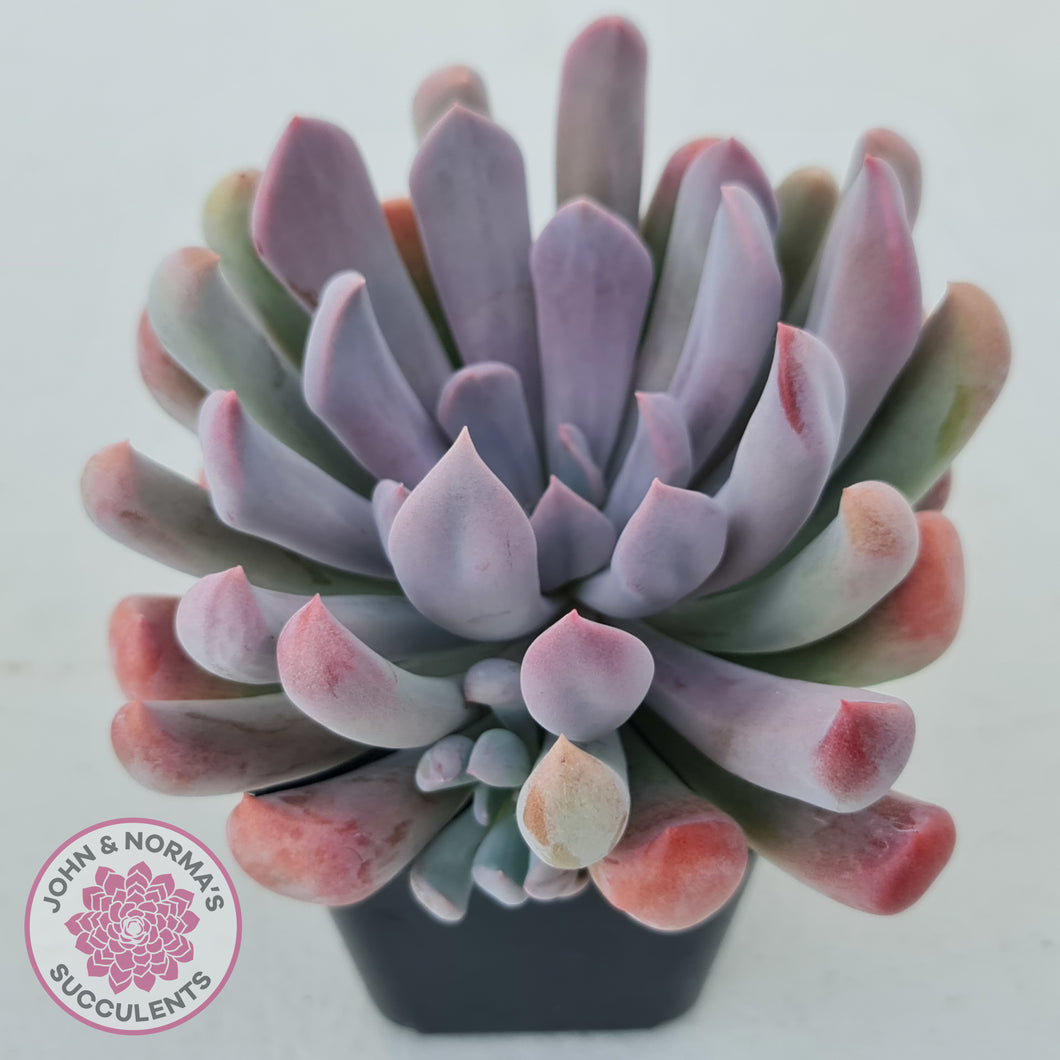 Graptoveria Topsy Debbie 'Lilac Spoons'