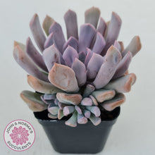 Load image into Gallery viewer, Graptoveria Topsy Debbie &#39;Lilac Spoons&#39;
