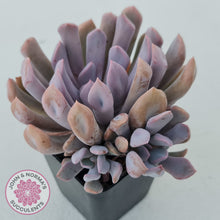 Load image into Gallery viewer, Graptoveria Topsy Debbie &#39;Lilac Spoons&#39;
