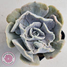 Echeveria Lilacina Monstrose