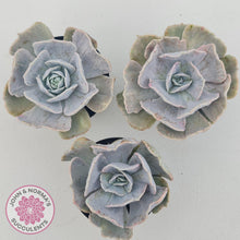 Load image into Gallery viewer, Echeveria Lilacina Monstrose - 90mm Large - John &amp; Norma&#39;s Succulents Australia
