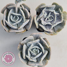 Load image into Gallery viewer, Echeveria Lilacina Monstrose - John &amp; Norma&#39;s Succulents
