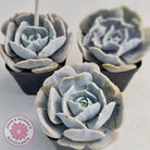 Echeveria Lilacina Monstrose