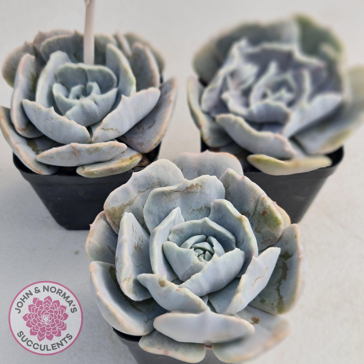 Echeveria Lilacina Monstrose