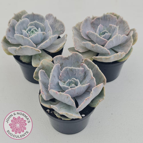 Echeveria Lilacina Monstrose - 90mm Large - John & Norma's Succulents Australia