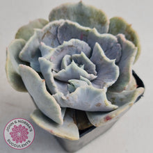 Load image into Gallery viewer, Echeveria Lilacina Monstrose - John &amp; Norma&#39;s Succulents
