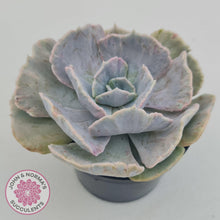 Load image into Gallery viewer, Echeveria Lilacina Monstrose - 90mm Large - John &amp; Norma&#39;s Succulents Australia
