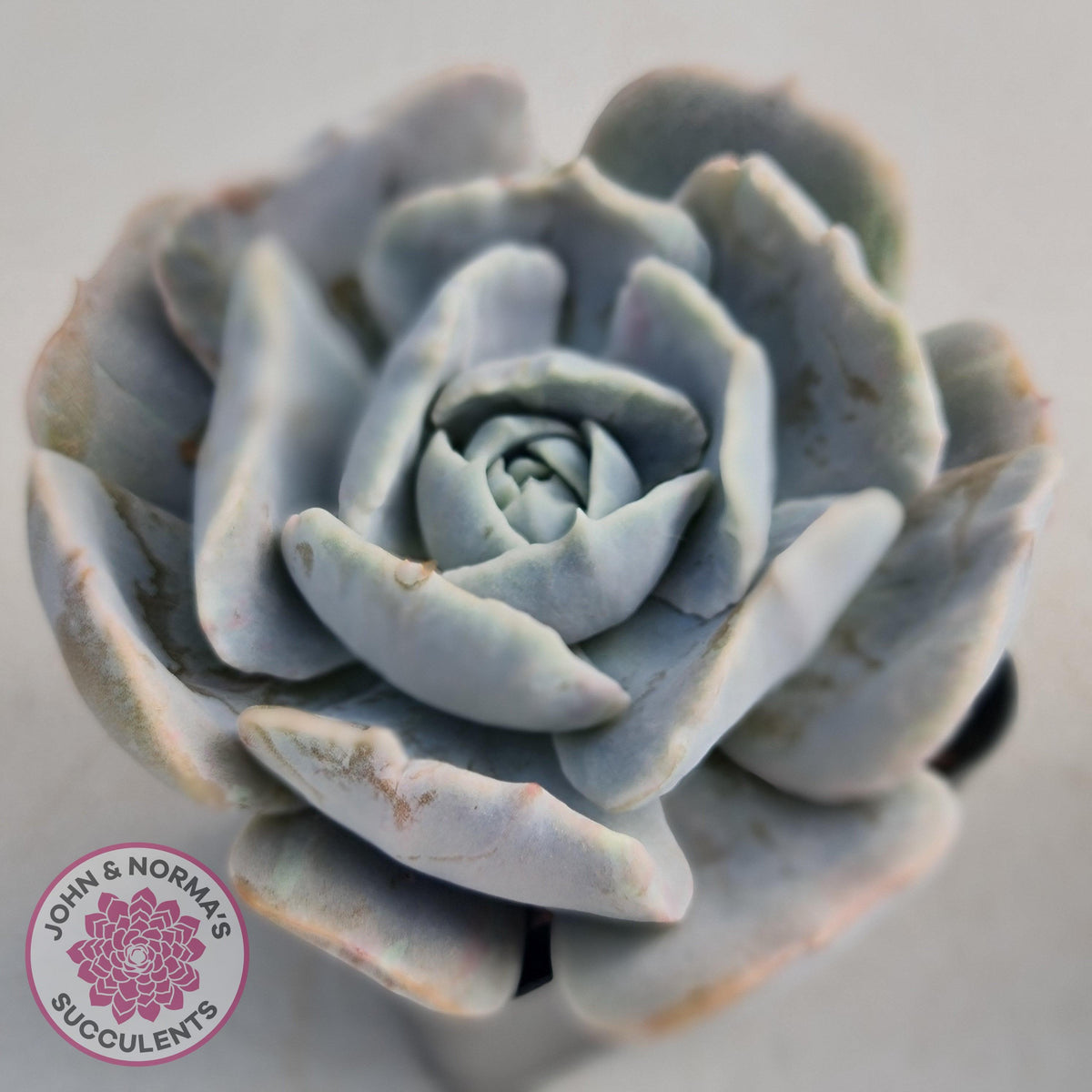 Echeveria Lilacina Monstrose