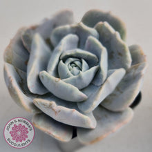 Load image into Gallery viewer, Echeveria Lilacina Monstrose - John &amp; Norma&#39;s Succulents
