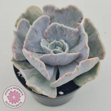 Load image into Gallery viewer, Echeveria Lilacina Monstrose - 90mm Large - John &amp; Norma&#39;s Succulents Australia
