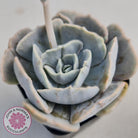 Echeveria Lilacina Monstrose