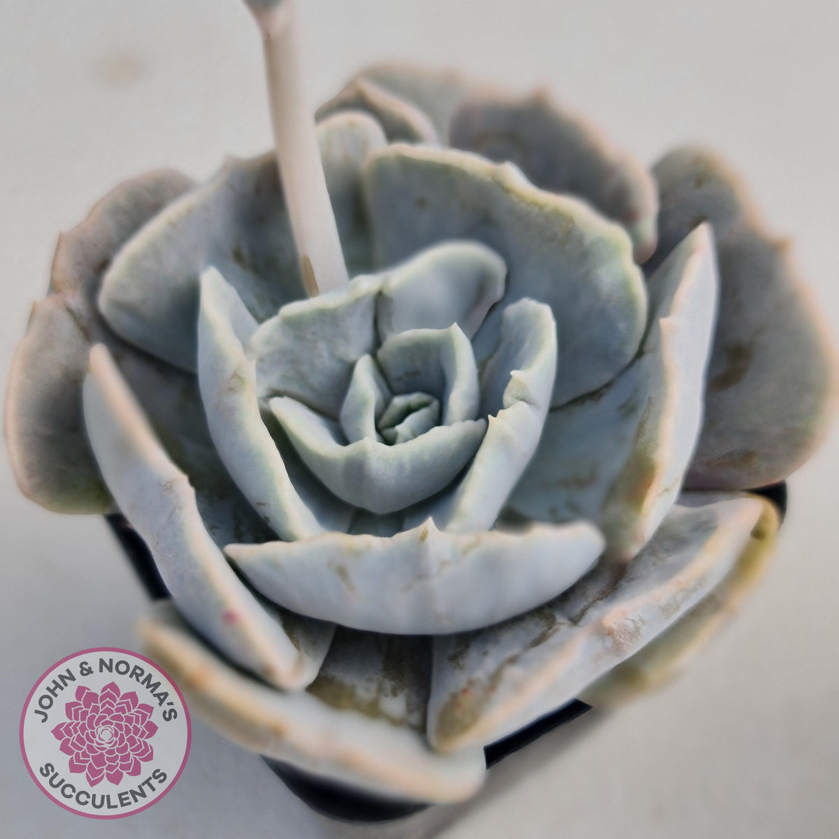 Echeveria Lilacina Monstrose