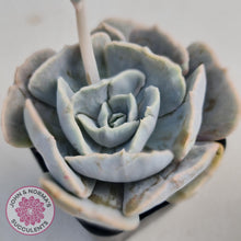 Load image into Gallery viewer, Echeveria Lilacina Monstrose - John &amp; Norma&#39;s Succulents
