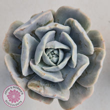 Load image into Gallery viewer, Echeveria Lilacina Monstrose - John &amp; Norma&#39;s Succulents
