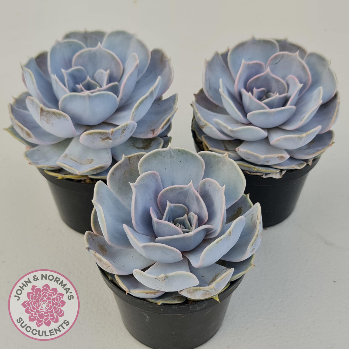 Echeveria Lilacina - 90mm Large