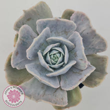 Load image into Gallery viewer, Echeveria Lilacina Monstrose - 90mm Large - John &amp; Norma&#39;s Succulents Australia
