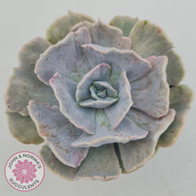 Load image into Gallery viewer, Echeveria Lilacina Monstrose - 90mm Large - John &amp; Norma&#39;s Succulents Australia
