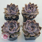Echeveria 'Linda Jean'