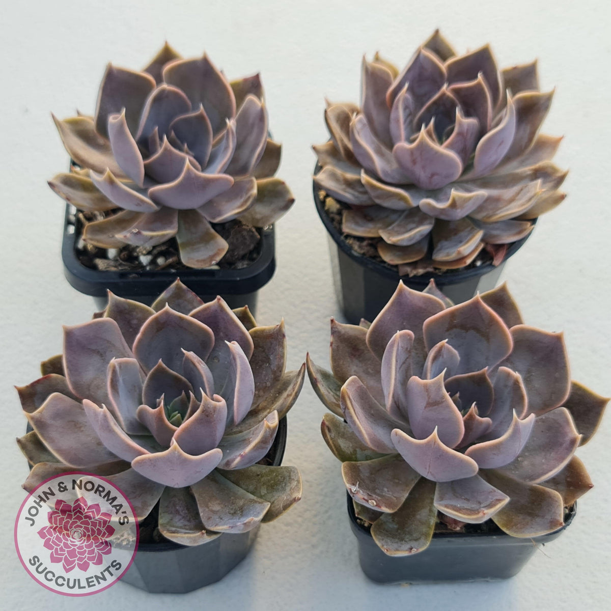 Echeveria 'Linda Jean'