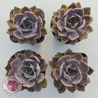 Echeveria 'Linda Jean'