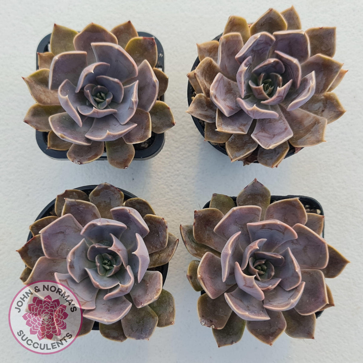 Echeveria 'Linda Jean'