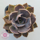Echeveria 'Linda Jean'