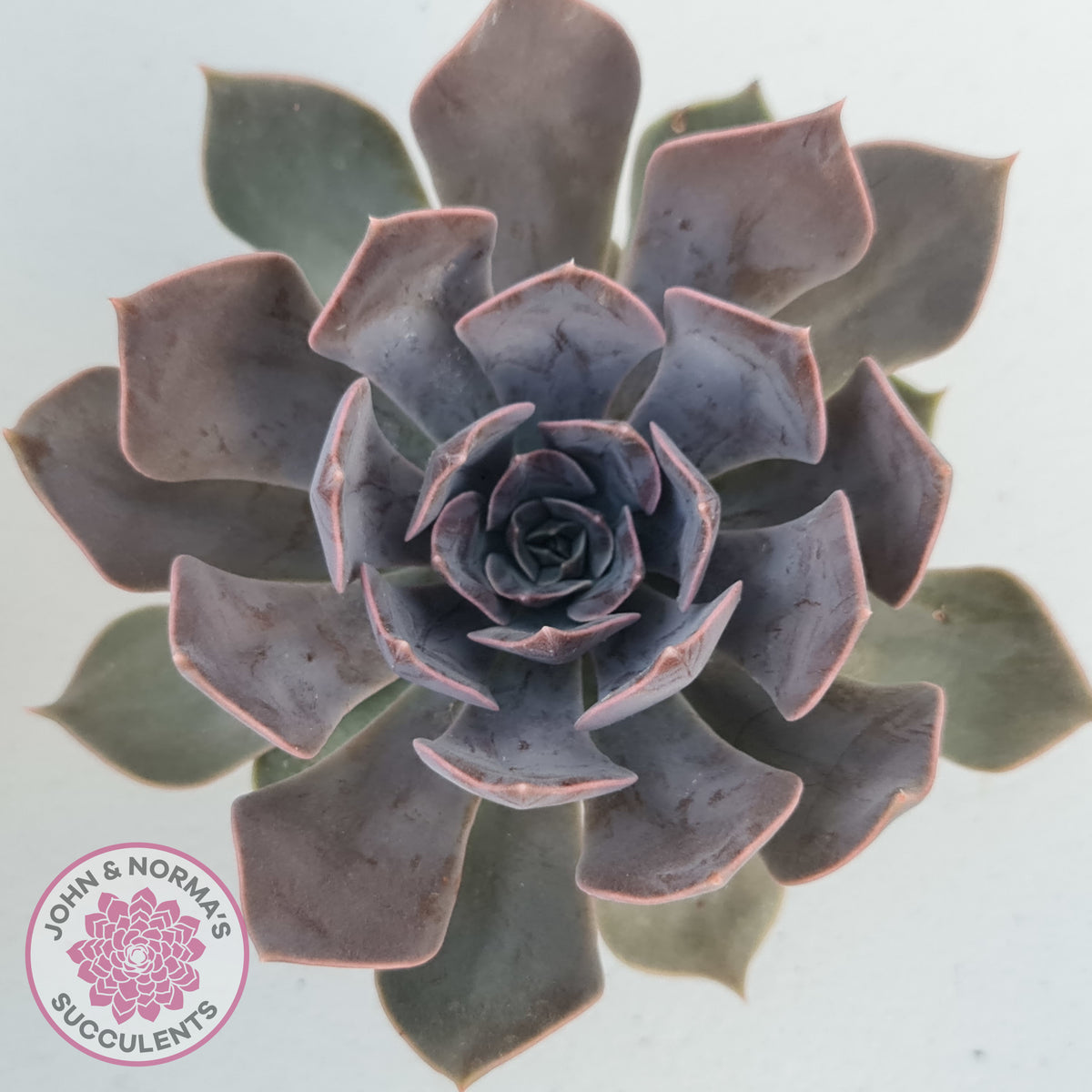 Echeveria 'Linda Jean'