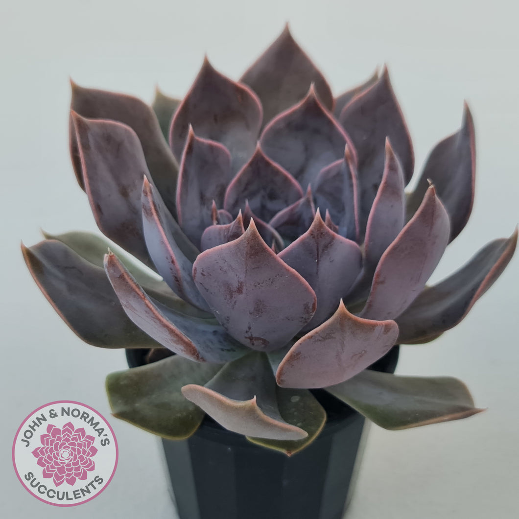 Echeveria 'Linda Jean'